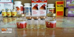 Thuốc tăng lực cho gà đá là gì?