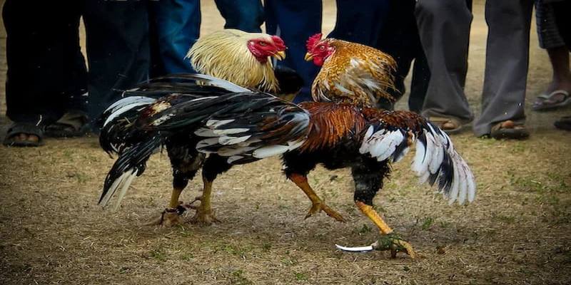 Đá gà cựa dao không kém phần hồi hộp