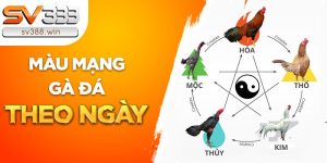 mau mang ga da theo ngay 8