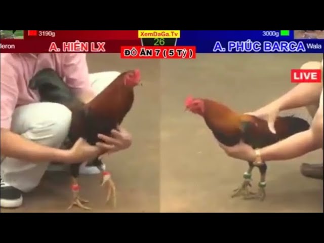 Top Những Trận Đá Gà Siêu Kinh Điển Trong Lịch Sử Đá Gà 2 nhung tran da ga sieu kinh dien 2 1