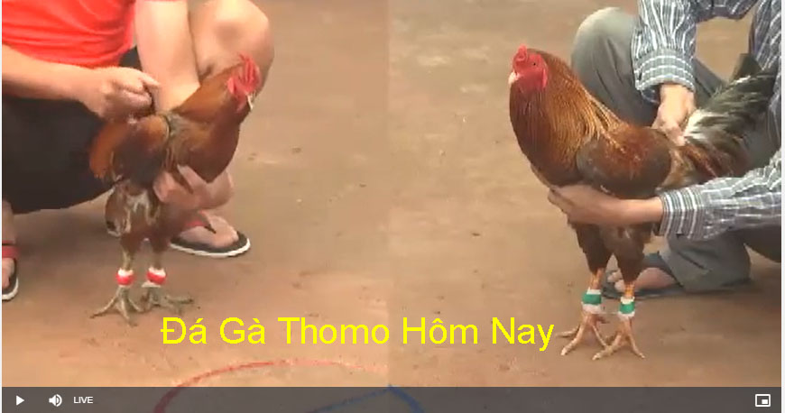Top Những Trận Đá Gà Siêu Kinh Điển Trong Lịch Sử Đá Gà 4 Trận đá gà 1 tỷ giữa anh Linh và Hiển LX