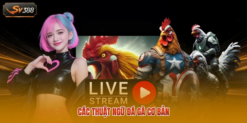 Các thuật ngữ đá gà cơ bản