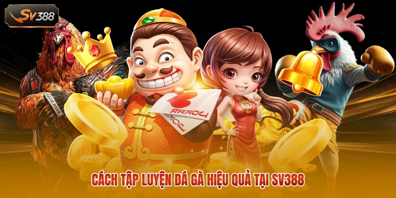 Cách tập luyện đá gà hiệu quả tại SV388