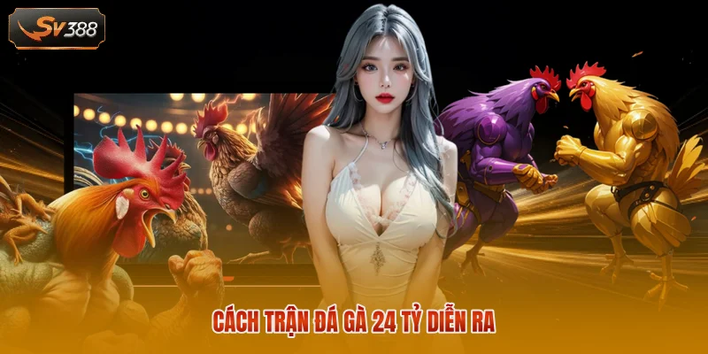 Cách trận đá gà 24 tỷ diễn ra