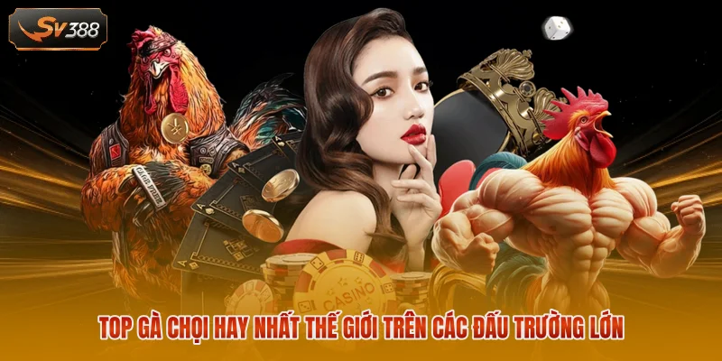 Top gà chọi hay nhất thế giới trên các đấu trường lớn