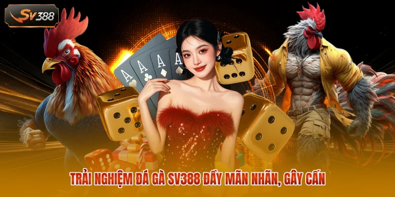 Trải nghiệm đá gà SV388 đầy mãn nhãn, gây cấn