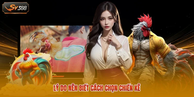 Lý do nên biết cách chọn chiến kê