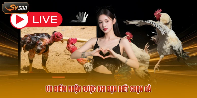 Ưu điểm nhận được khi bạn biết chọn gà